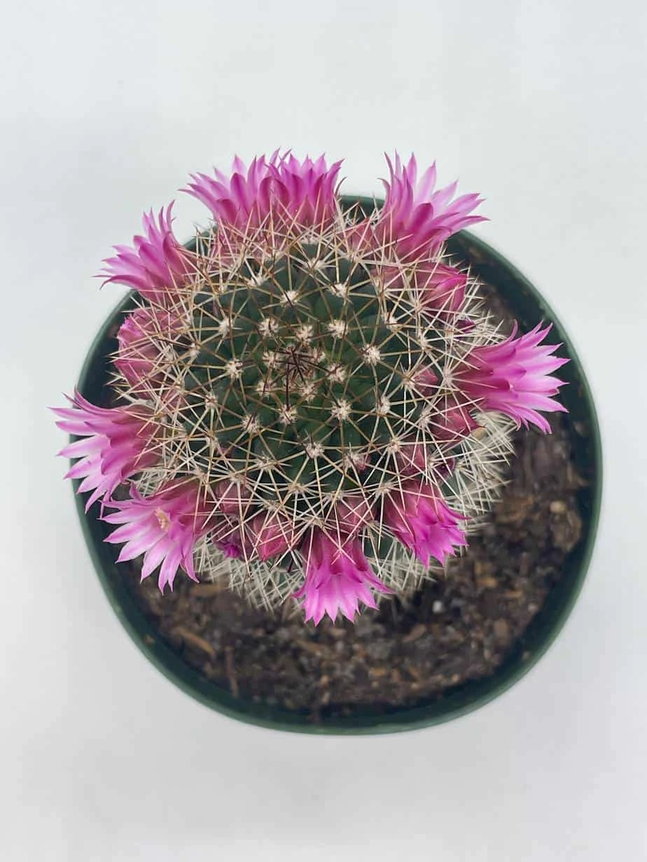 Old Lady Cactus, Old-Lady Pincushion, Mammillaria Hahniana - Image 3