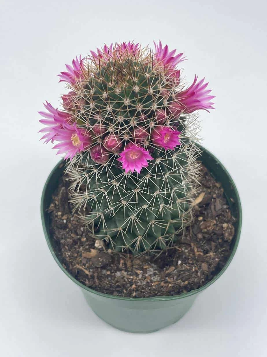 Old Lady Cactus, Old-Lady Pincushion, Mammillaria Hahniana - Image 7