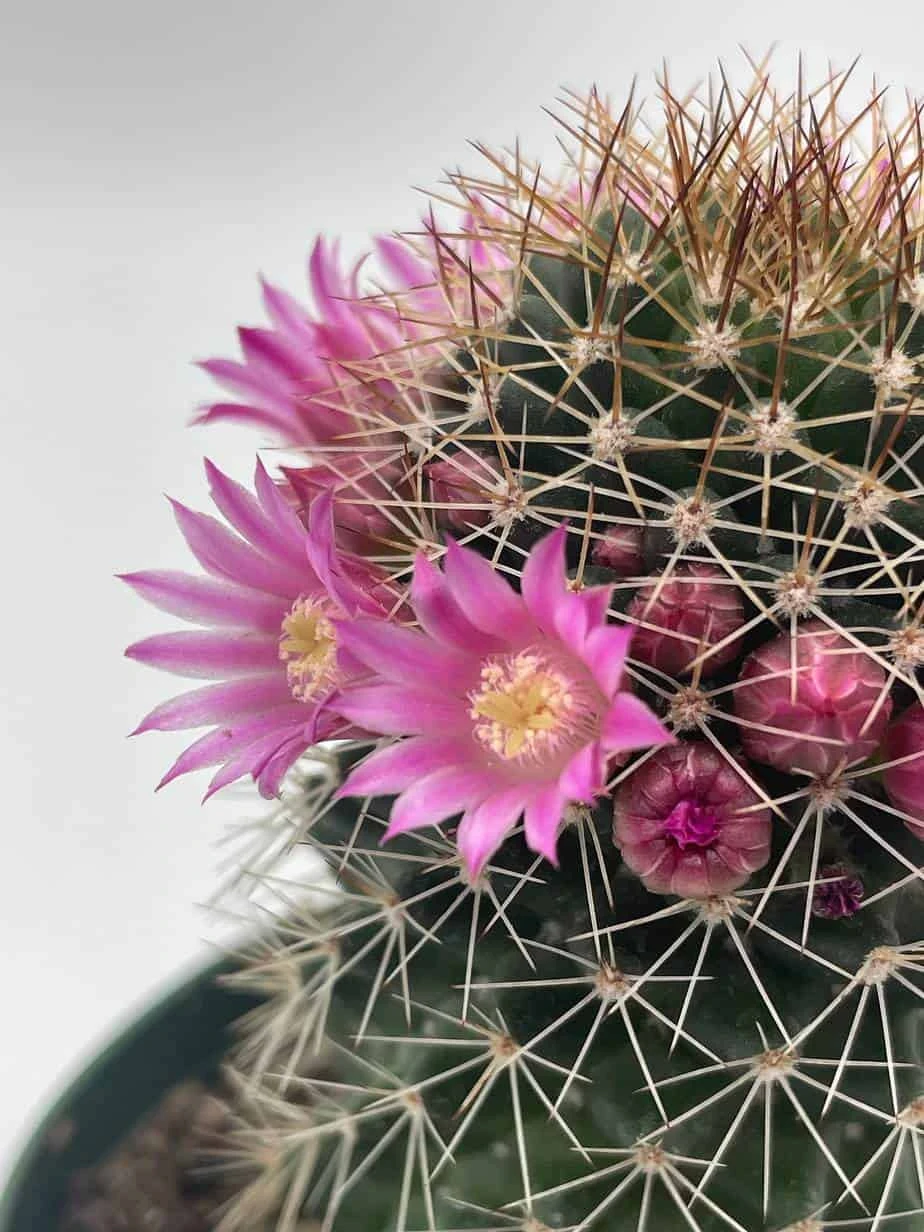 Old Lady Cactus, Old-Lady Pincushion, Mammillaria Hahniana - Image 9