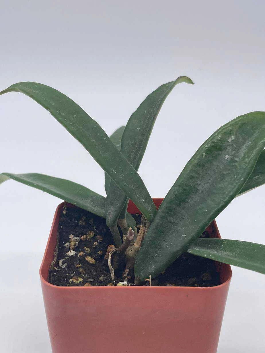 Hoya Minibelle Carnosa Honey Plant, Freckles, Silver Splash Speckled Variegated Krinkle Wax Honeyplant, Extremely Rare Limited Supply Potted - Image 4