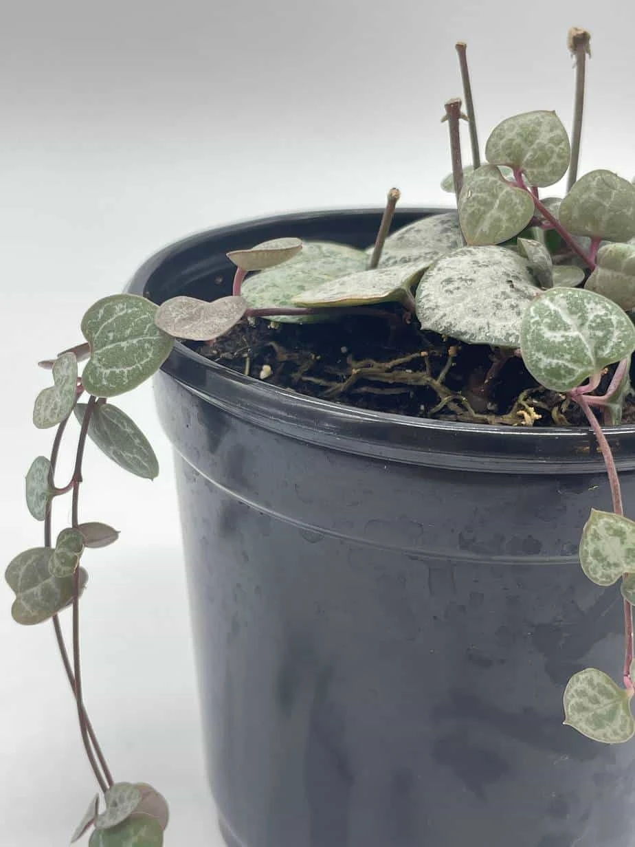 String Of Hearts, Ceropegia Woodii, Very Filled In A 4 Inch Pot - Image 8