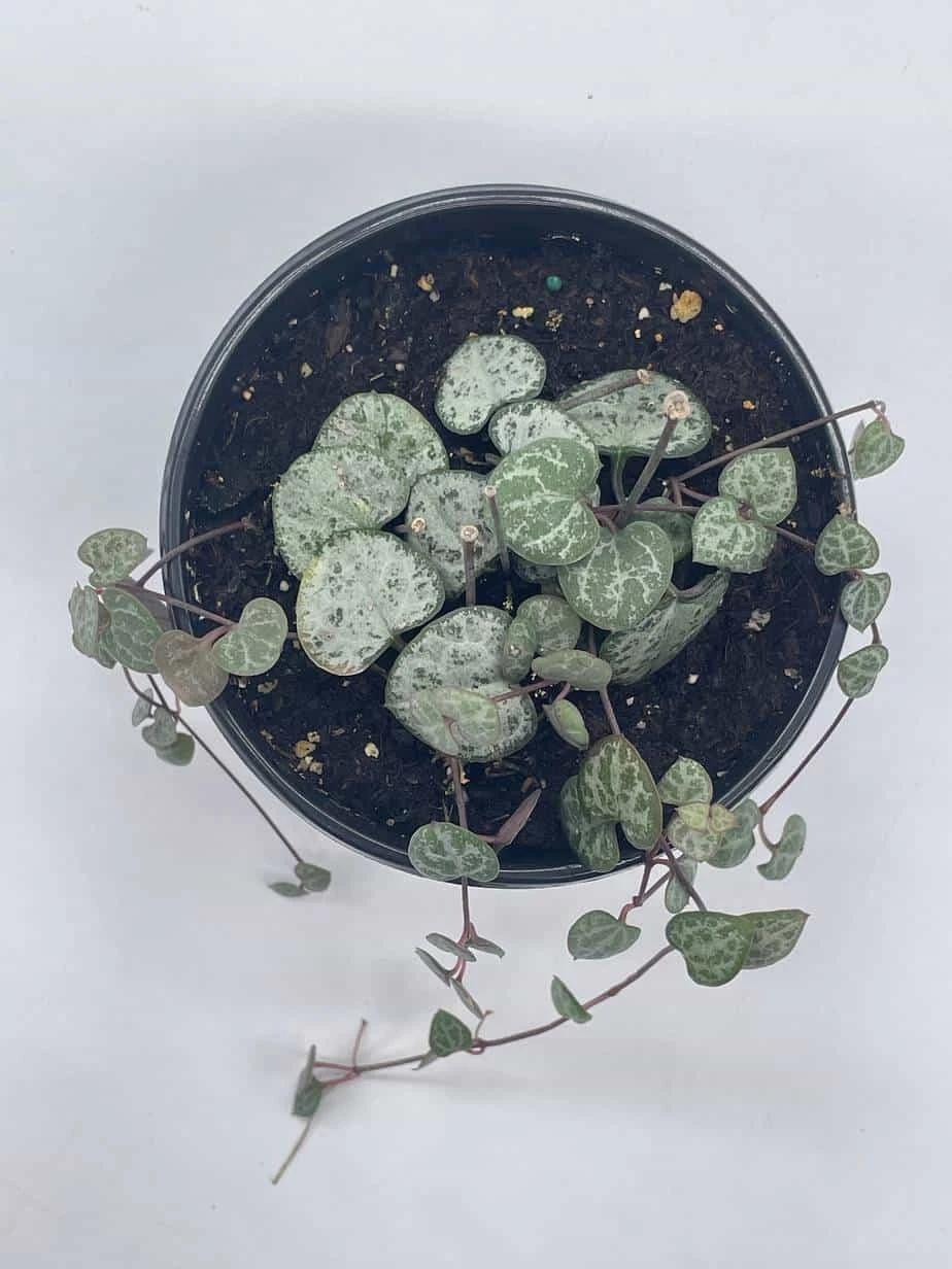 String Of Hearts, Ceropegia Woodii, Very Filled In A 4 Inch Pot - Image 9