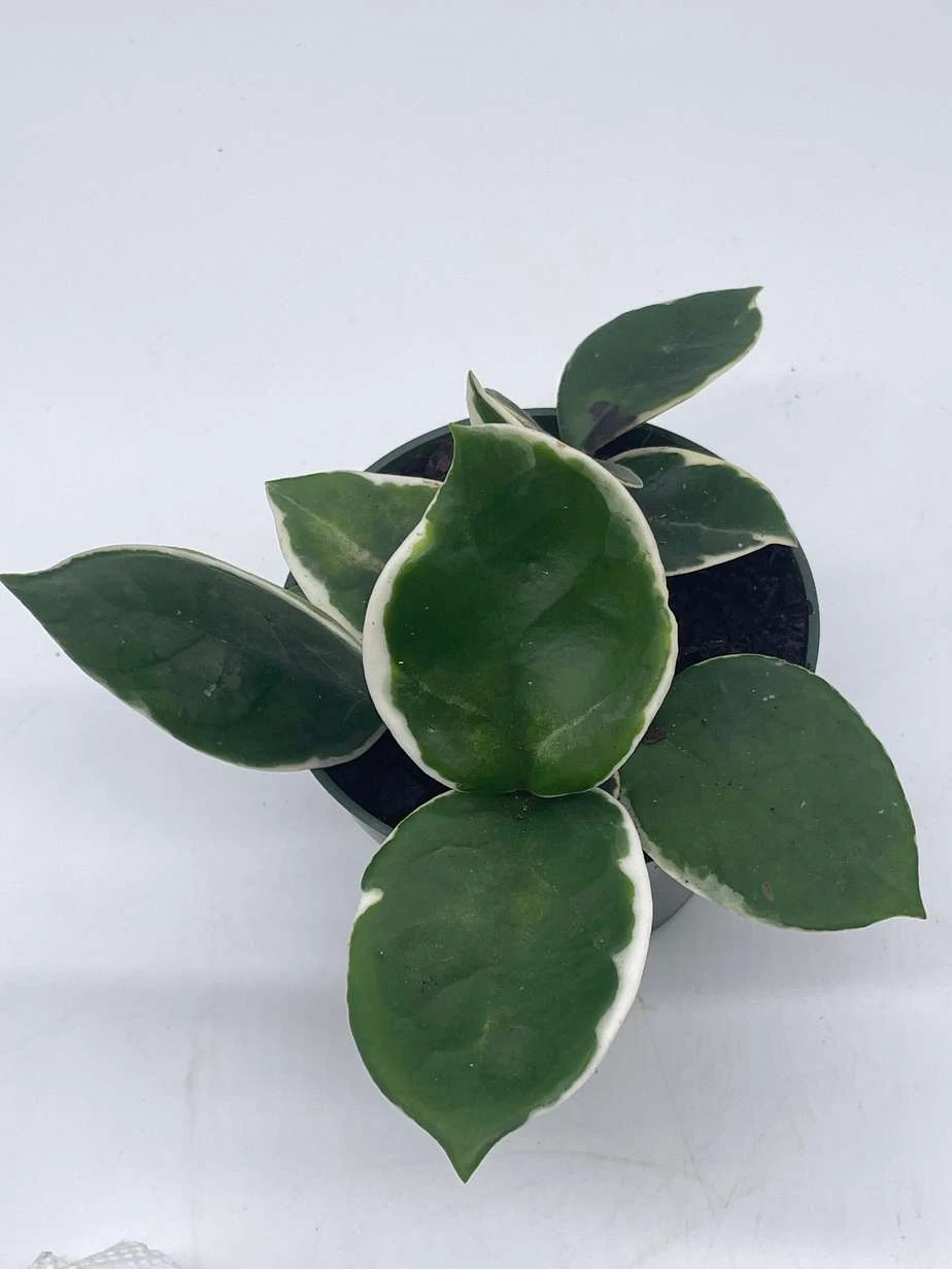 Variegated Hoya Carnosa Krimson Queen Very Full 4" Potted Starter, Ready For 6" Pot, Honeyplant Waxplant Porcelain Flower - Image 5