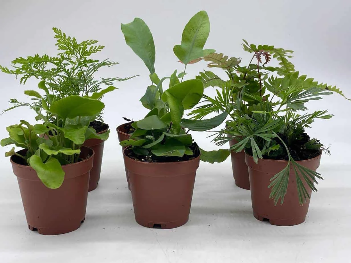 Fern Variety Assortment, 6 Different Fern Plants, In 2 Inch Pots, Super Cute, Best Gift, Plant Collection Set, Variety Bundle - Image 3