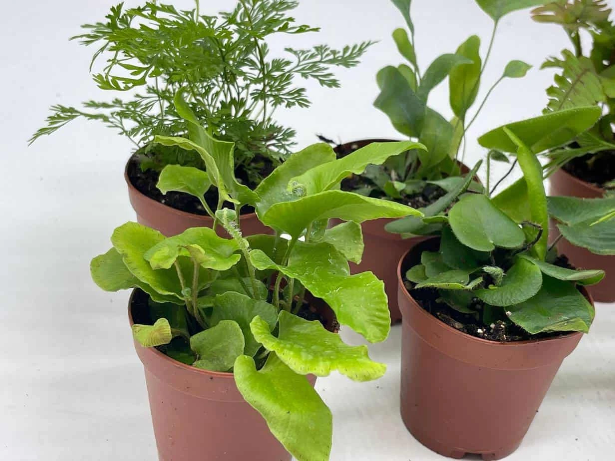 Fern Variety Assortment, 6 Different Fern Plants, In 2 Inch Pots, Super Cute, Best Gift, Plant Collection Set, Variety Bundle - Image 2