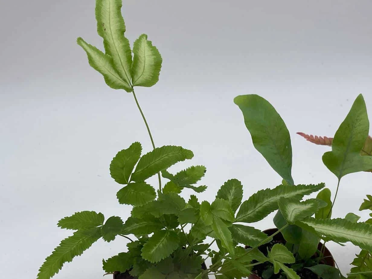 Fern Variety Assortment, 6 Different Fern Plants, In 2 Inch Pots, Super Cute, Best Gift, Plant Collection Set, Variety Bundle - Image 8