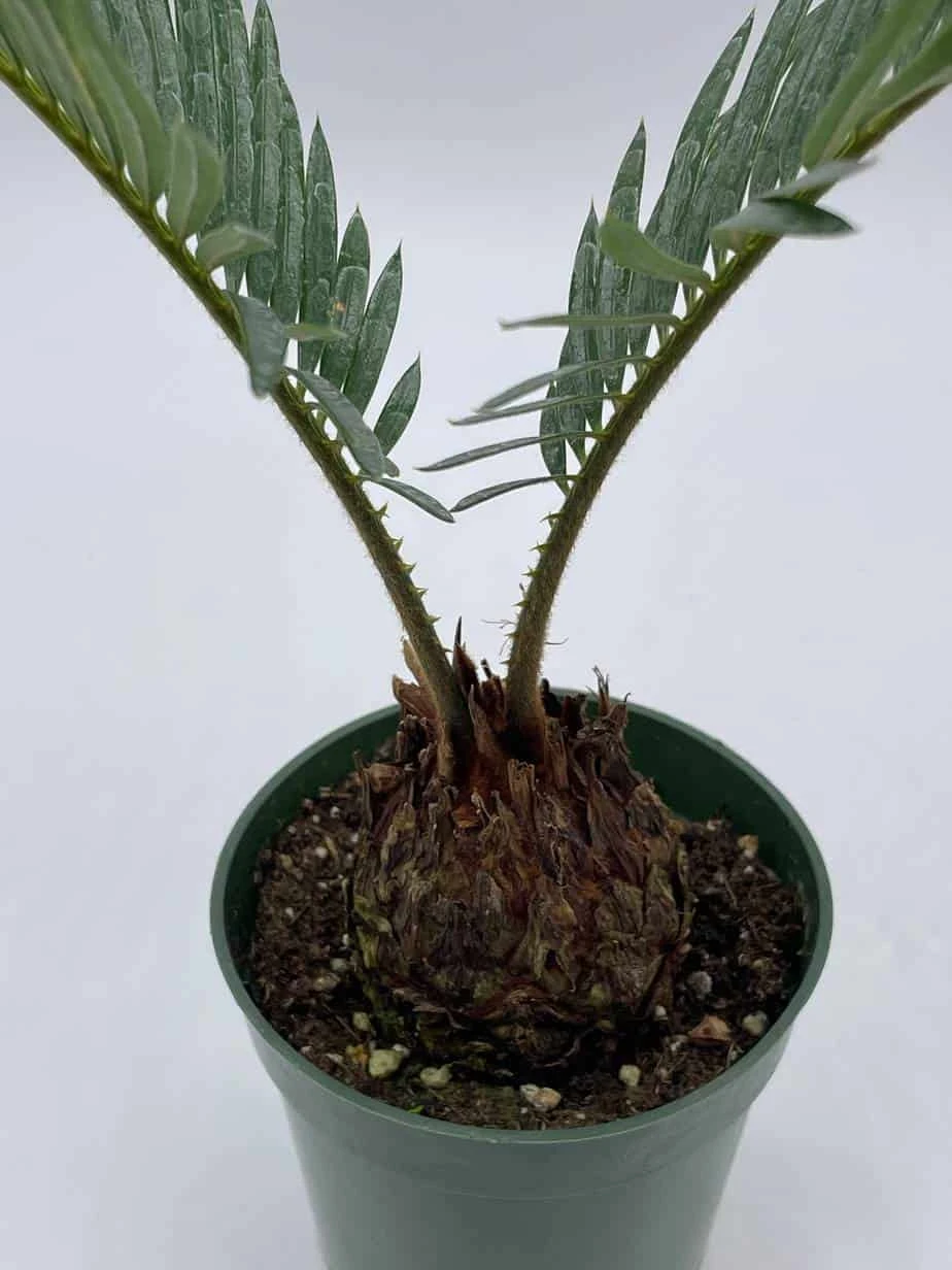 Queen Sago Palm, Cycas Rumphii, In A 4 Inch Pot (Cycas Revoluta) - Image 4