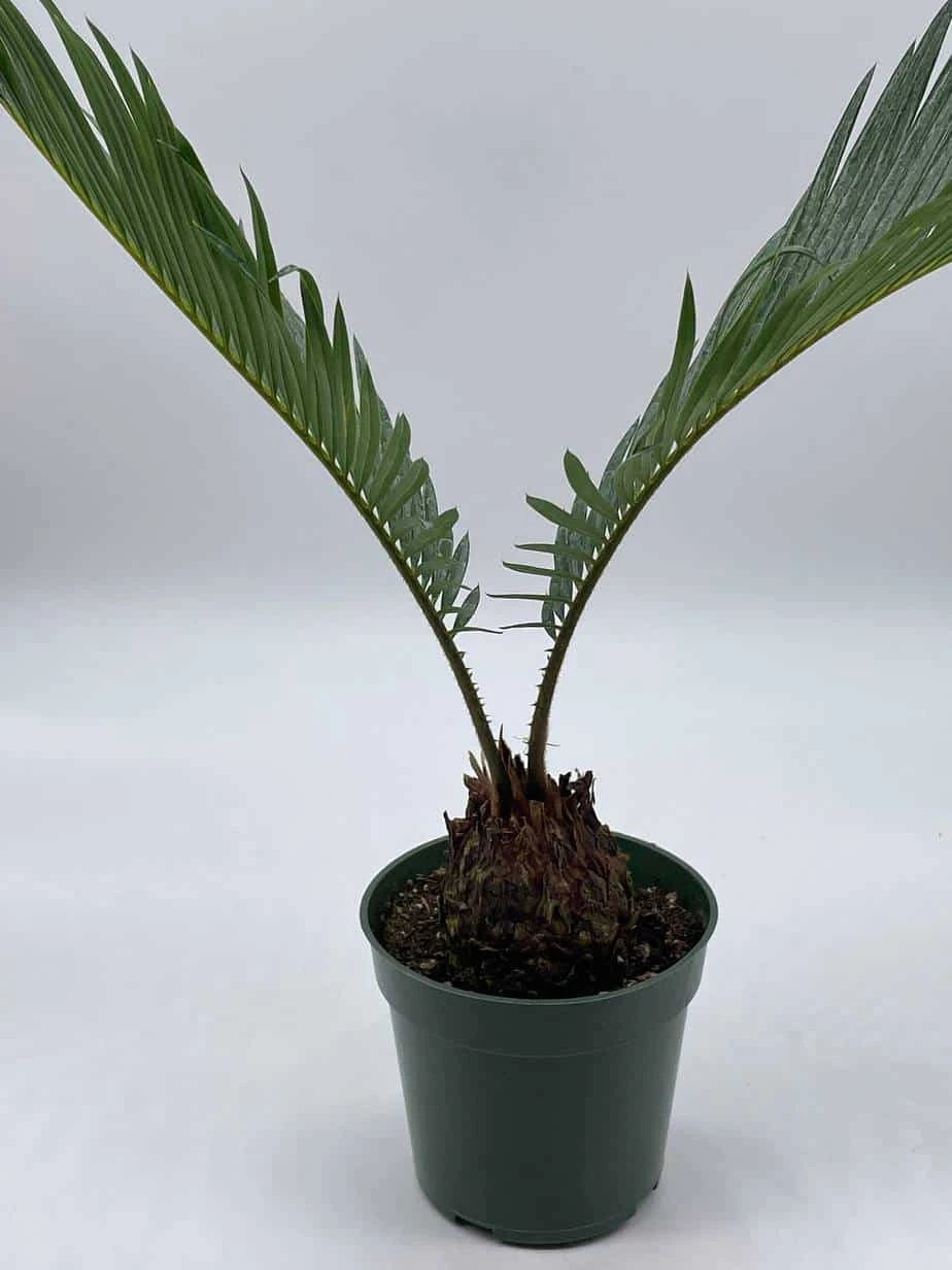 Queen Sago Palm, Cycas Rumphii, In A 4 Inch Pot (Cycas Revoluta) - Image 3