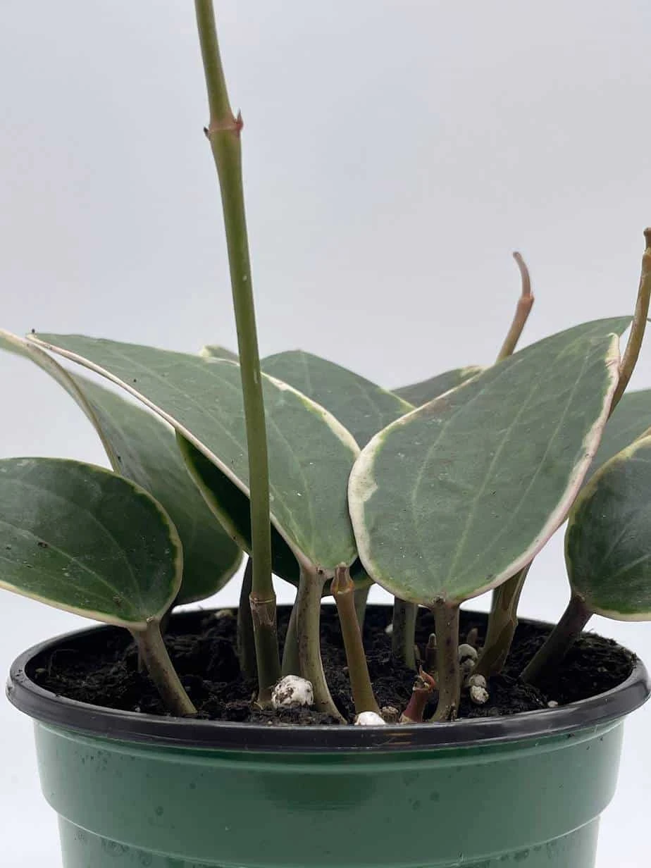 Hoya Macrophylla, Very Rare Limited Live Plant, Super Filled In 4 Inch Pot - Image 6