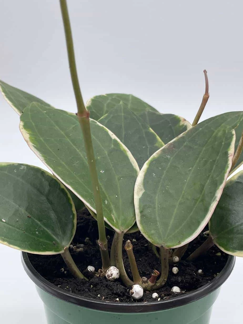 Hoya Macrophylla, Very Rare Limited Live Plant, Super Filled In 4 Inch Pot - Image 5
