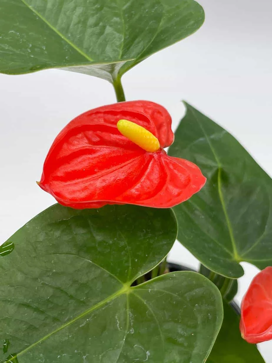 Anthurium Red, Flamingo Lily, Andraeanum Linden Ex André Painter's Palette In 4 Inch Pot, Very Full Healthy - Image 7