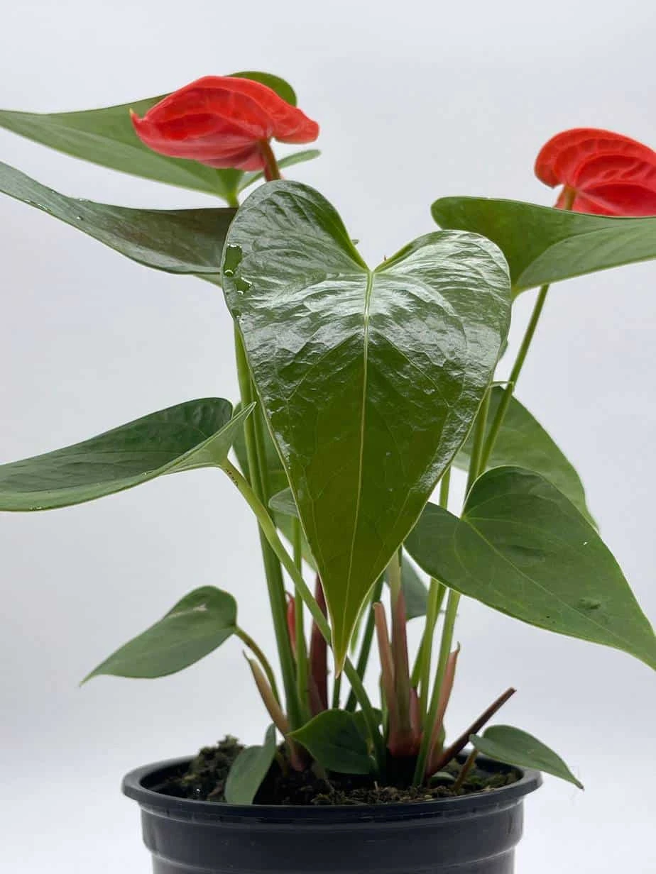 Anthurium Red, Flamingo Lily, Andraeanum Linden Ex André Painter's Palette In 4 Inch Pot, Very Full Healthy - Image 9