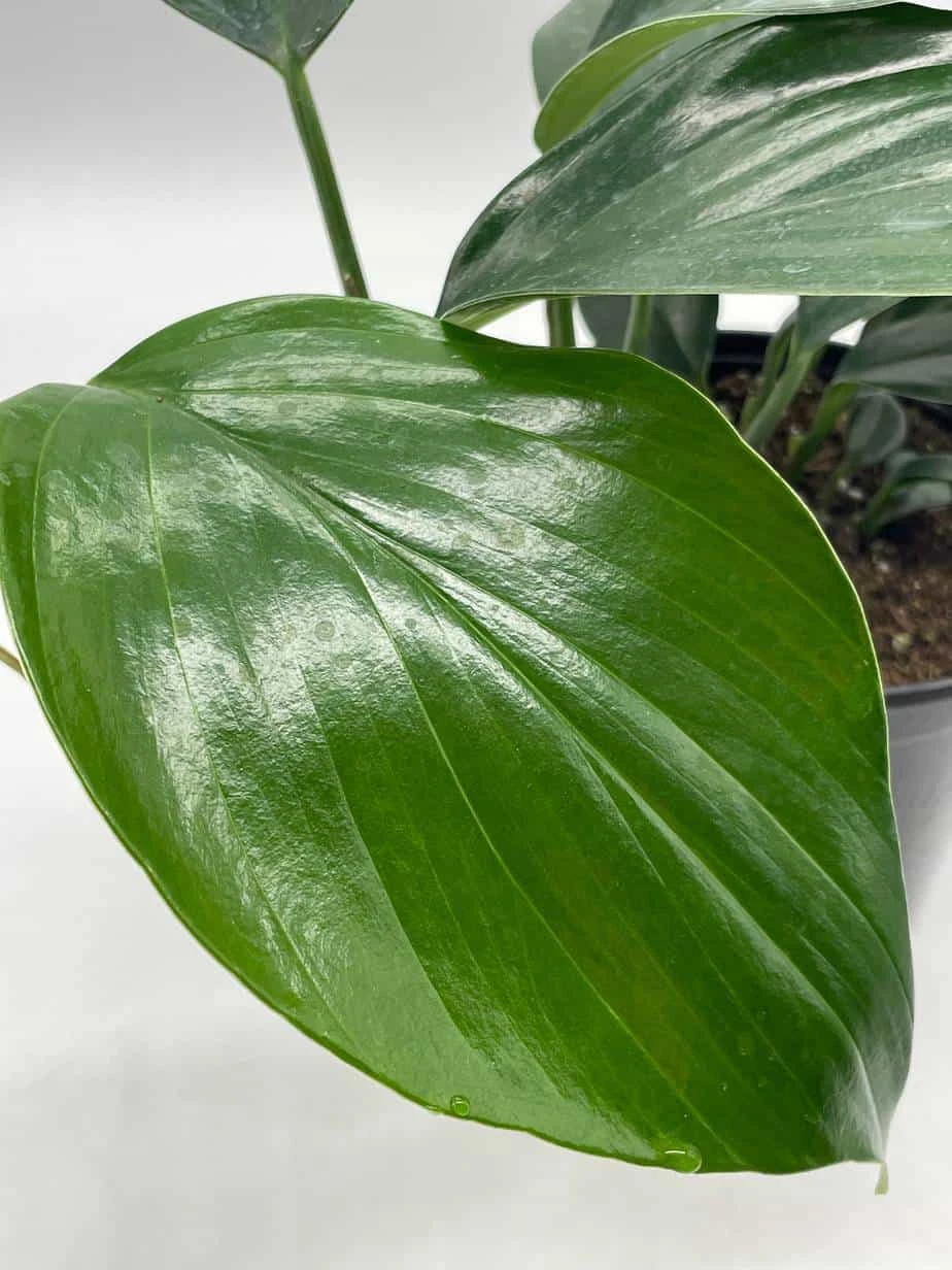 Dragon Tail Plant, 6 Inch Pot, Rhaphidophora Decursiva, Very Full! - Image 8