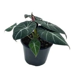 Alocasia Black Velvet In 6 Inch Pot, Very Full, Huge Plant