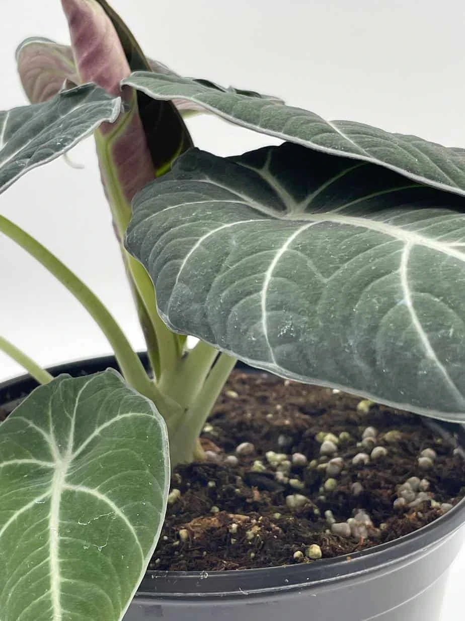 Alocasia Black Velvet In 6 Inch Pot, Very Full, Huge Plant - Image 6