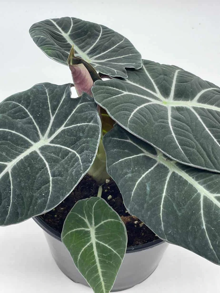 Alocasia Black Velvet In 6 Inch Pot, Very Full, Huge Plant - Image 4