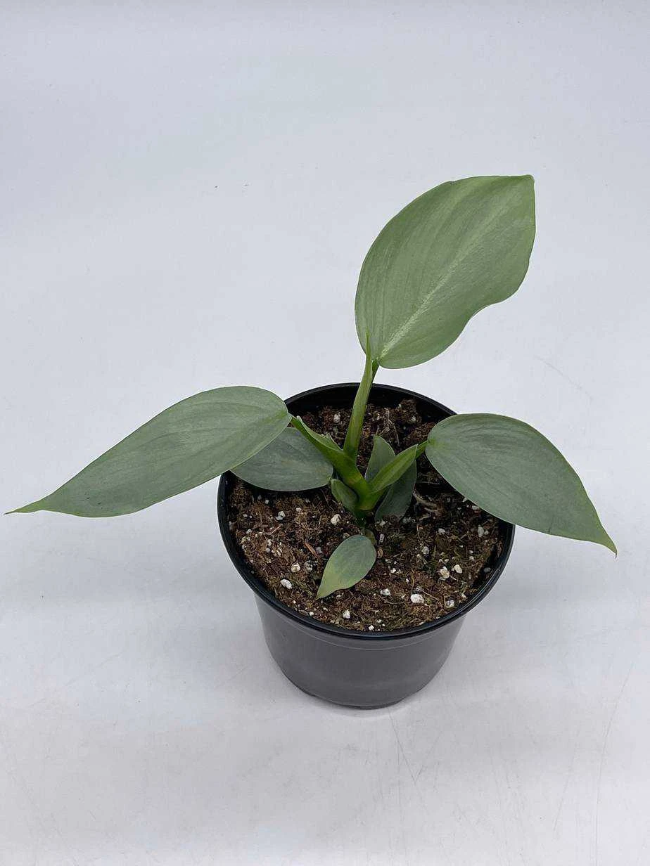 Philodendron Silver Sword, 4 Inch Pot, Philo Selloum, Erythrinum, Hastatum Spathiphyllum - Image 2