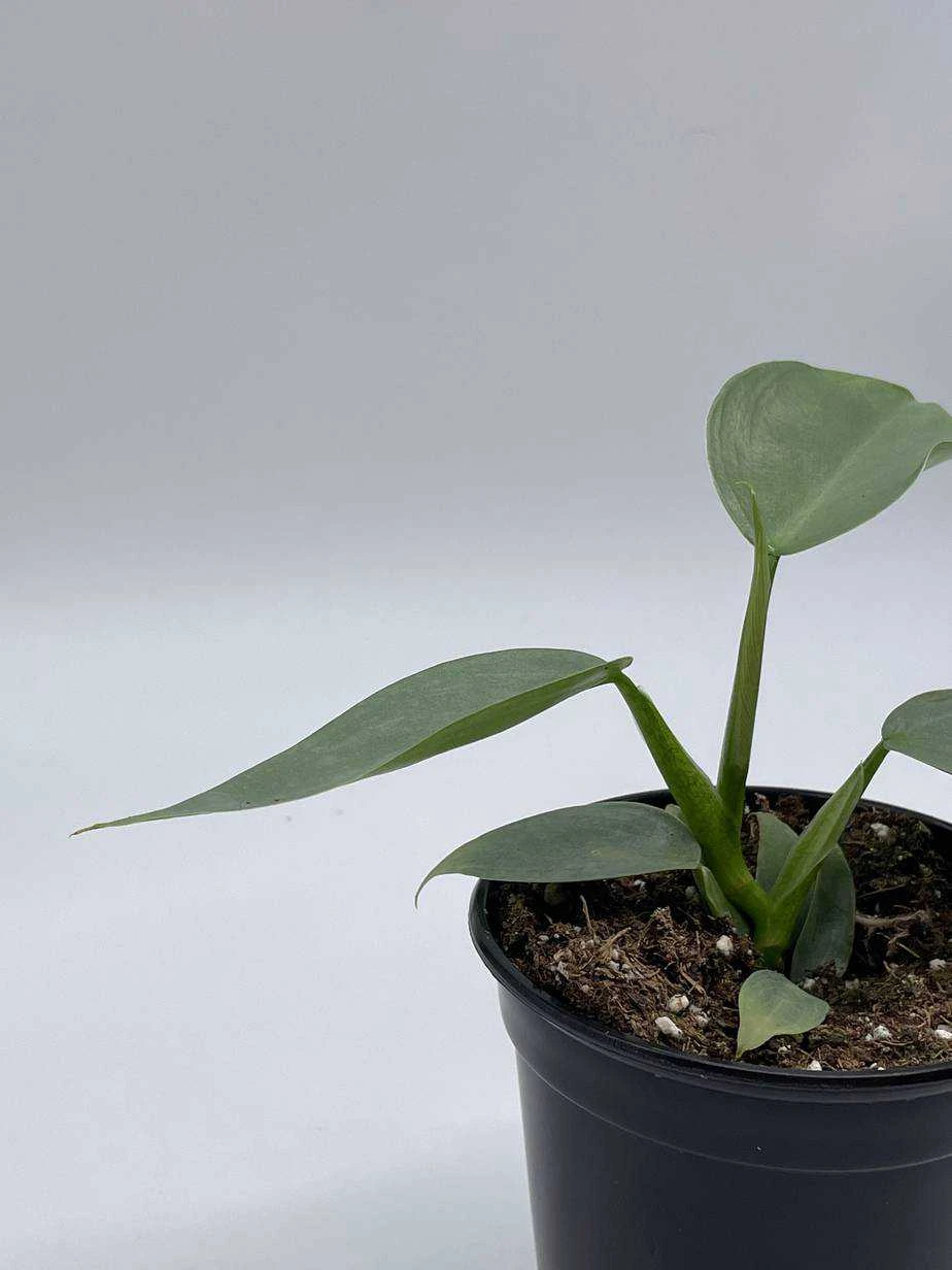 Philodendron Silver Sword, 4 Inch Pot, Philo Selloum, Erythrinum, Hastatum Spathiphyllum - Image 4