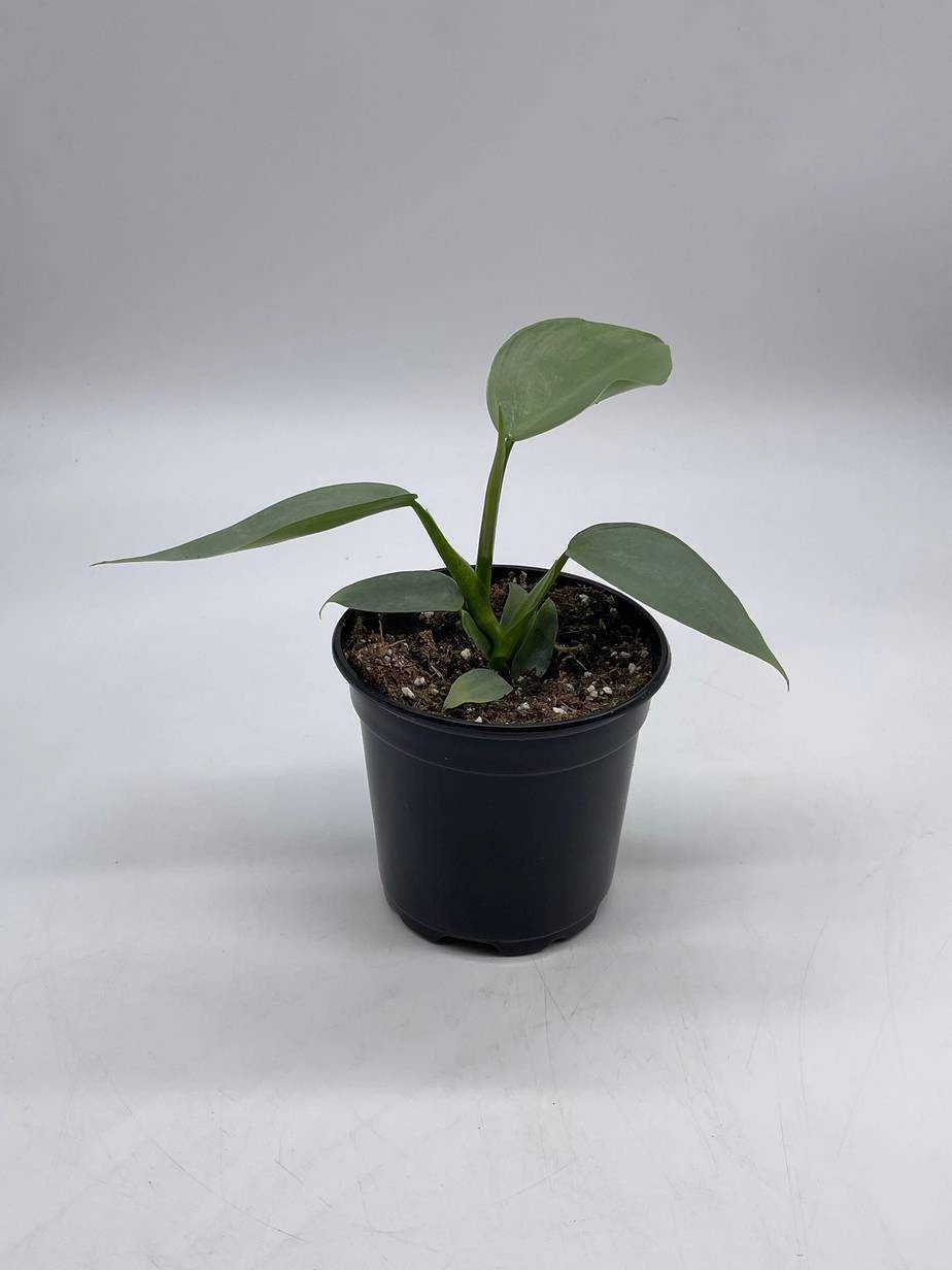 Philodendron Silver Sword, 4 Inch Pot, Philo Selloum, Erythrinum, Hastatum Spathiphyllum - Image 7
