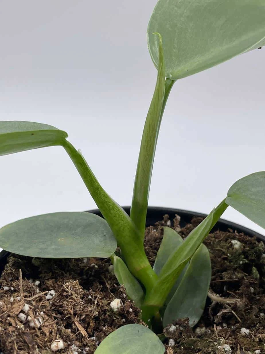 Philodendron Silver Sword, 4 Inch Pot, Philo Selloum, Erythrinum, Hastatum Spathiphyllum - Image 5