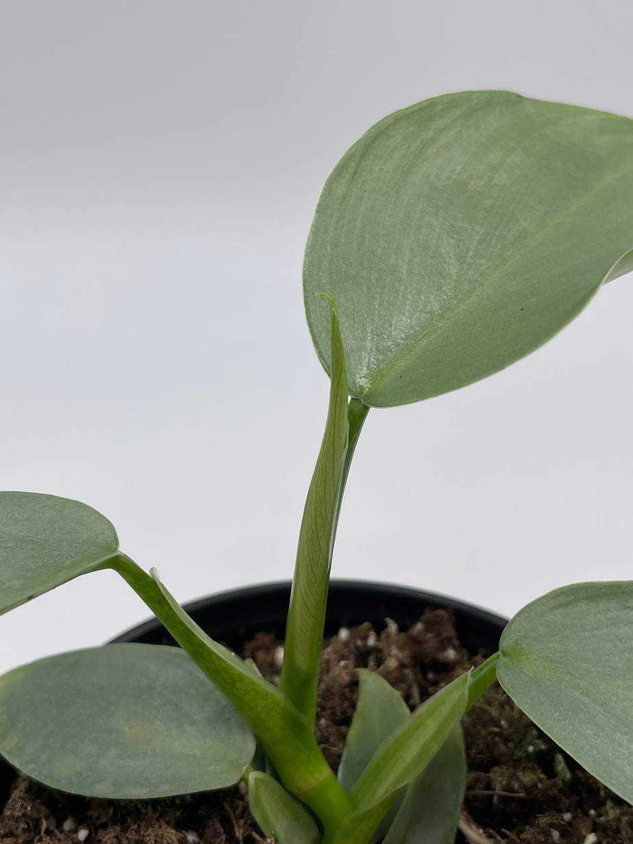 Philodendron Silver Sword, 4 Inch Pot, Philo Selloum, Erythrinum, Hastatum Spathiphyllum - Image 9