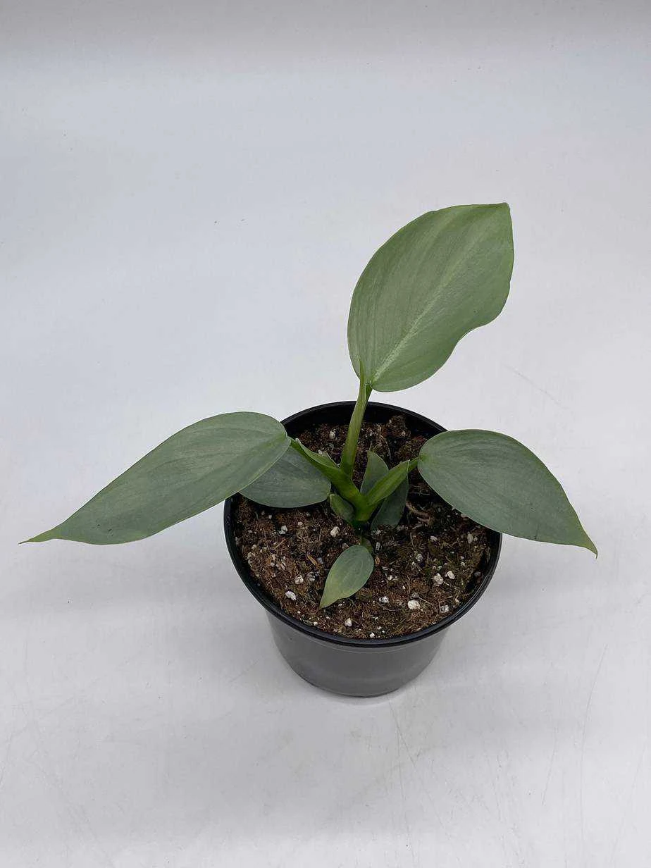 Philodendron Silver Sword, 4 Inch Pot, Philo Selloum, Erythrinum, Hastatum Spathiphyllum - Image 8