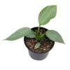 Philodendron Silver Sword, 4 Inch Pot, Philo Selloum, Erythrinum, Hastatum Spathiphyllum