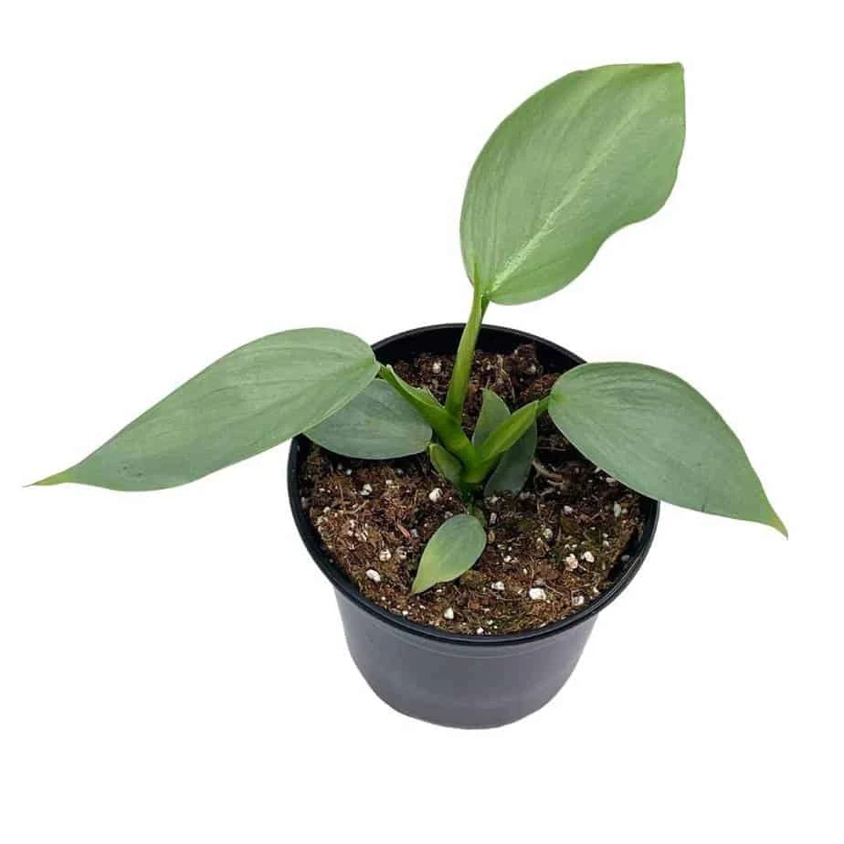 Philodendron Silver Sword, 4 Inch Pot, Philo Selloum, Erythrinum, Hastatum Spathiphyllum