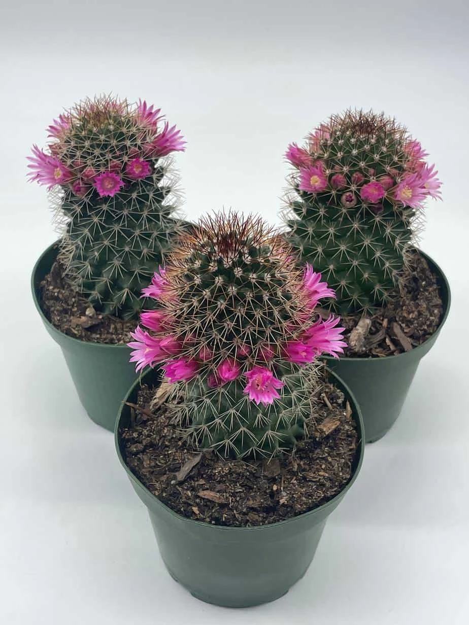 Old Lady Cactus, Old-Lady Pincushion, Mammillaria Hahniana - Image 4