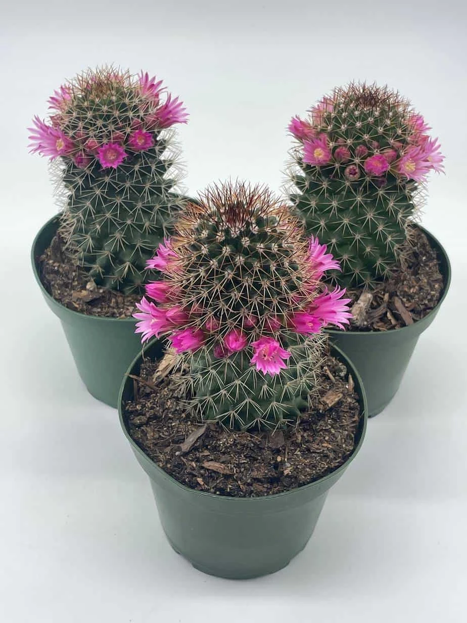 Old Lady Cactus, Old-Lady Pincushion, Mammillaria Hahniana - Image 5
