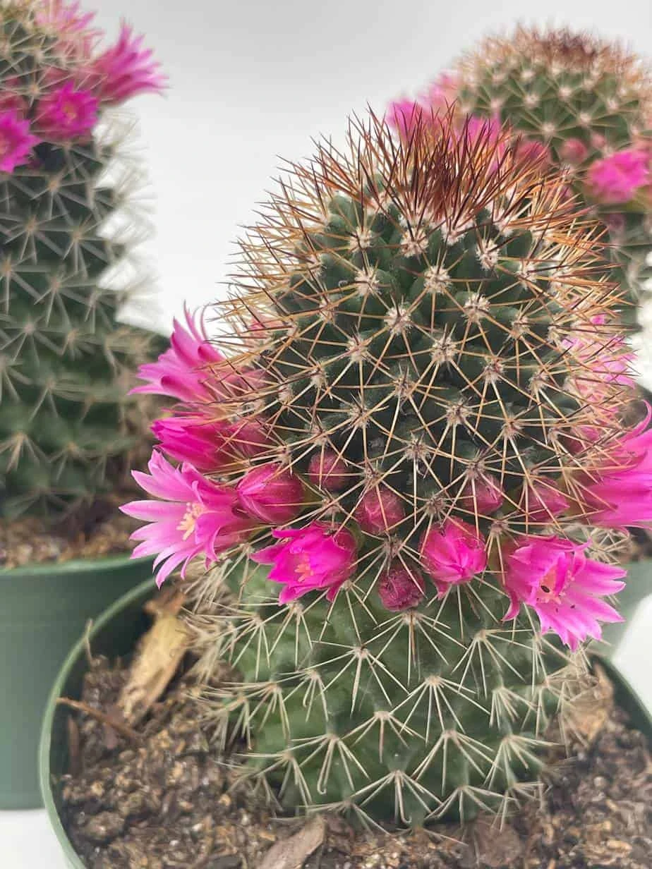 Old Lady Cactus, Old-Lady Pincushion, Mammillaria Hahniana - Image 6