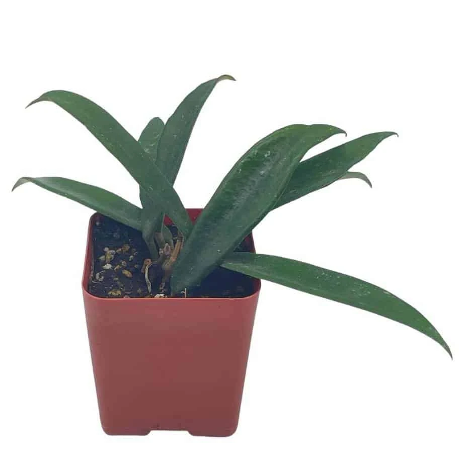 Hoya Minibelle Carnosa Honey Plant, Freckles, Silver Splash Speckled Variegated Krinkle Wax Honeyplant, Extremely Rare Limited Supply Potted