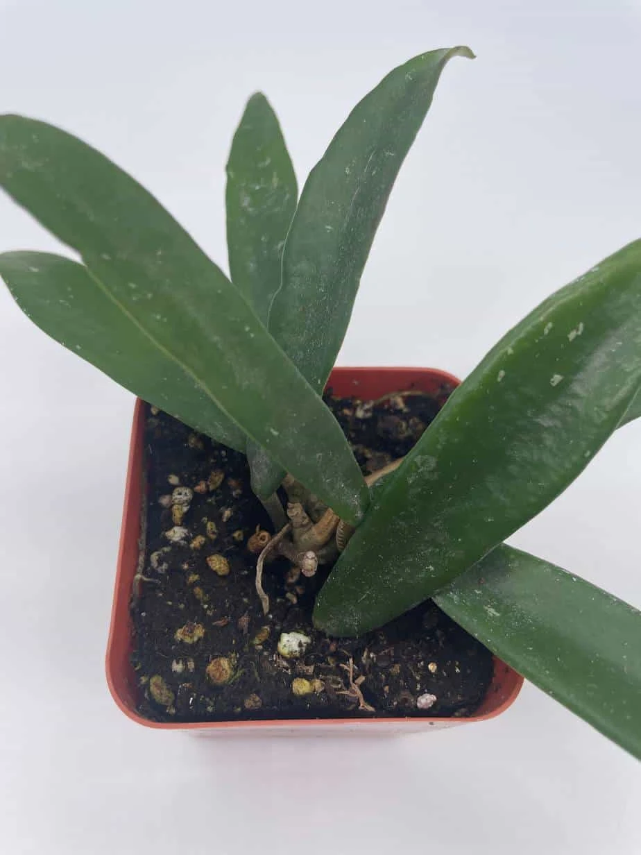 Hoya Minibelle Carnosa Honey Plant, Freckles, Silver Splash Speckled Variegated Krinkle Wax Honeyplant, Extremely Rare Limited Supply Potted - Image 9