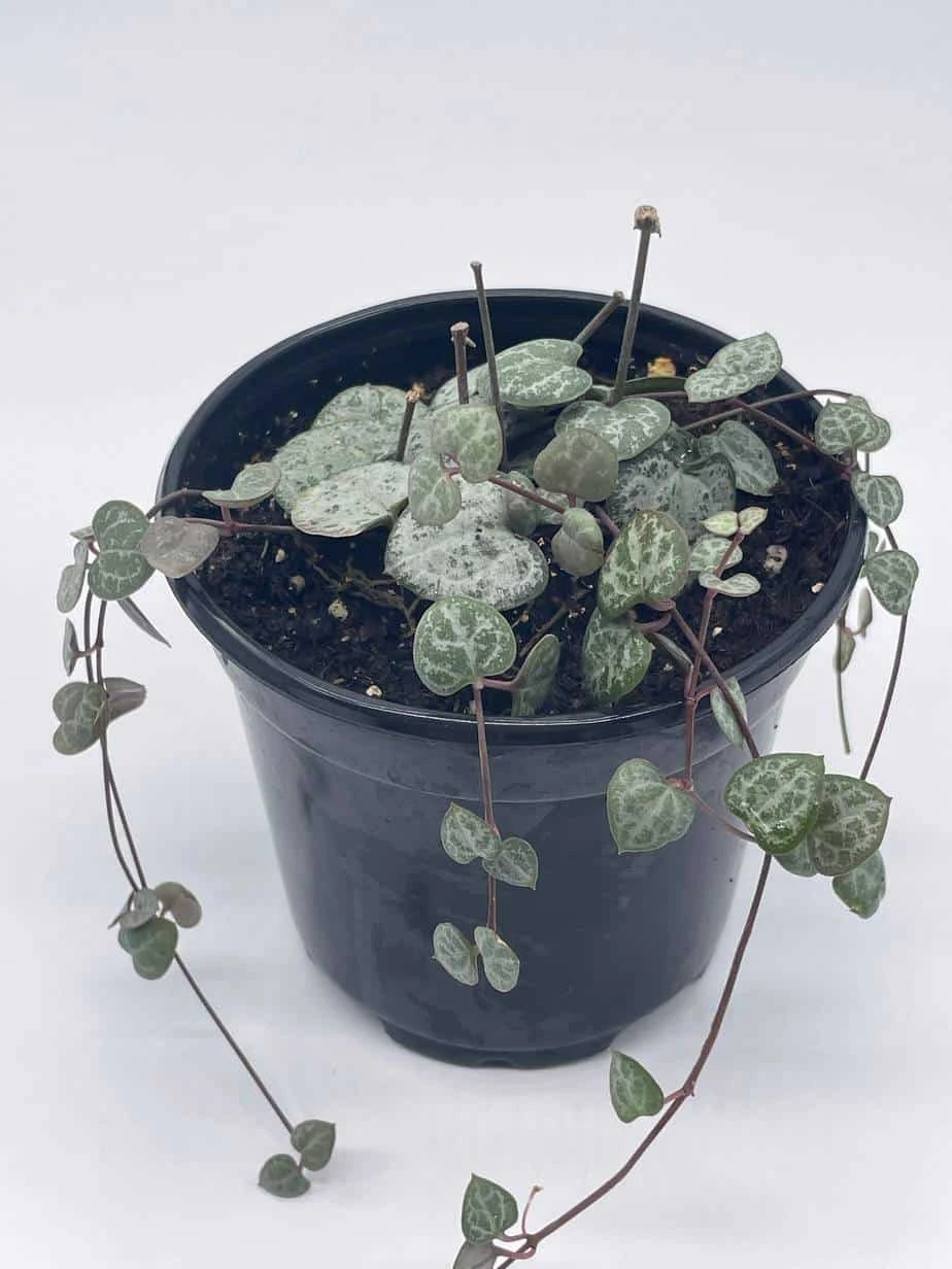 String Of Hearts, Ceropegia Woodii, Very Filled In A 4 Inch Pot - Image 5