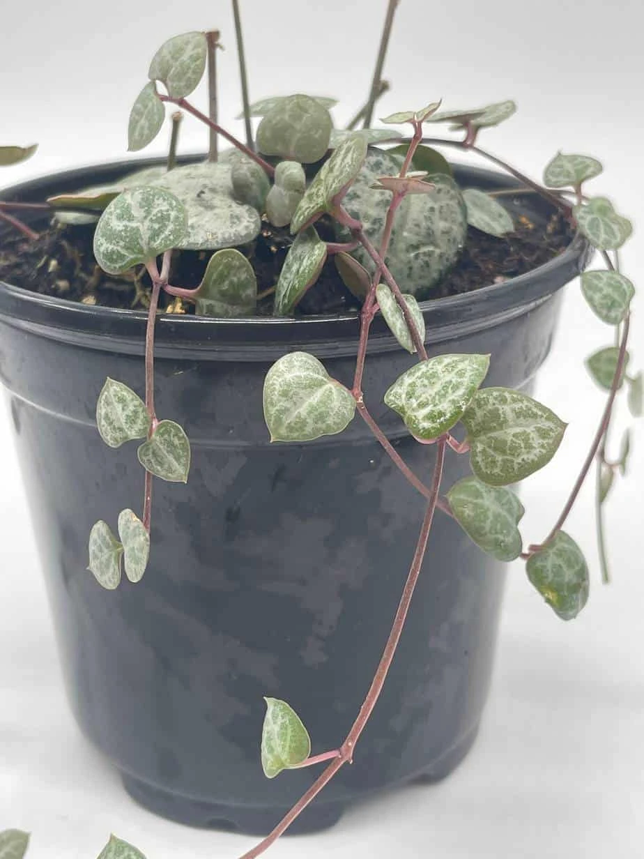 String Of Hearts, Ceropegia Woodii, Very Filled In A 4 Inch Pot - Image 7
