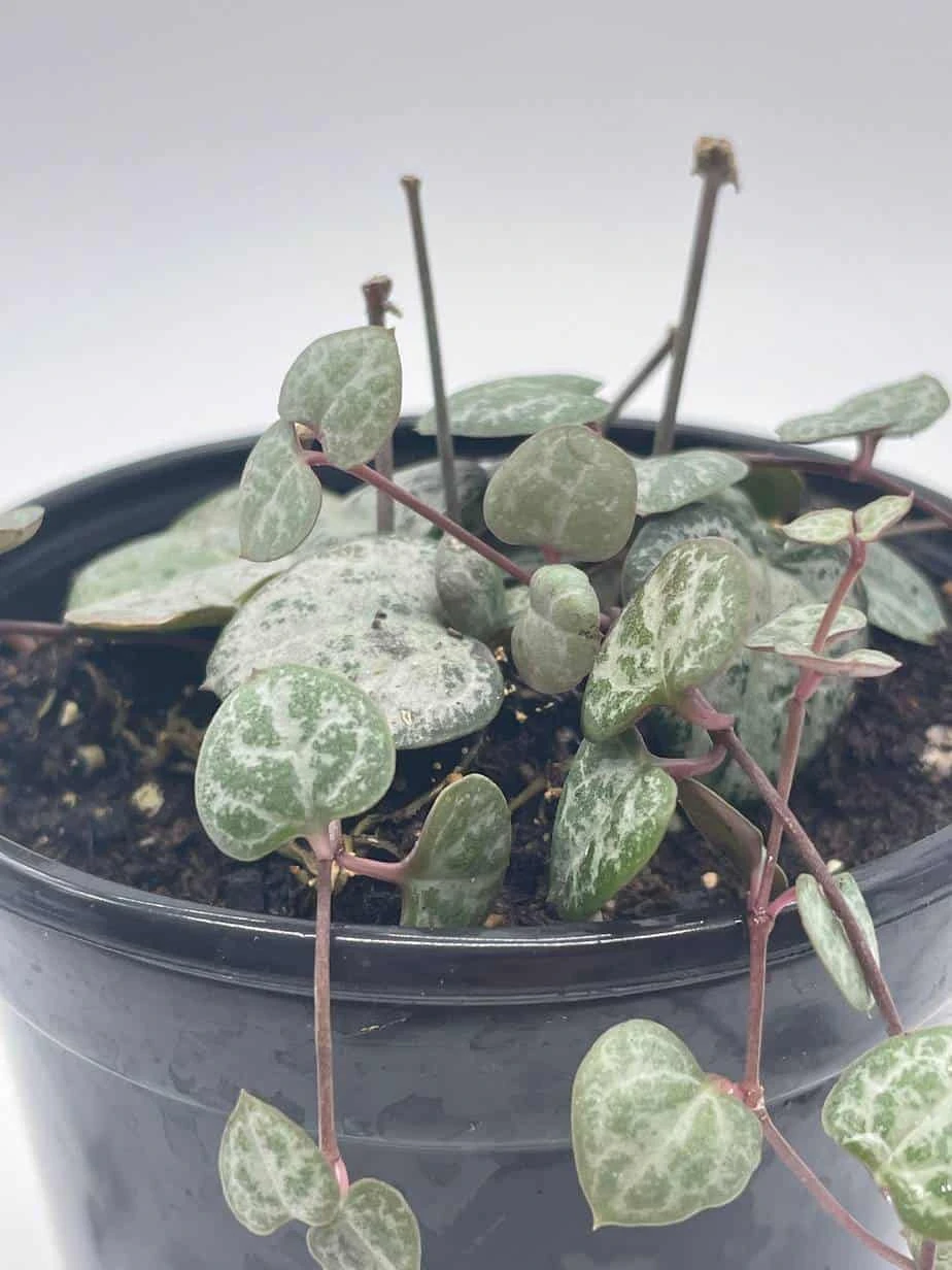 String Of Hearts, Ceropegia Woodii, Very Filled In A 4 Inch Pot - Image 6