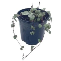 String Of Hearts, Ceropegia Woodii, Very Filled In A 4 Inch Pot