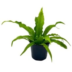 Bird's Nest Fern, Crissie, Asplenium Antiquum, Epiphytic Fern In A 4 Inch Pot, Very Filled