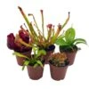 Carnivorous Plant Set, Venus Fly Trap Assortment, Rotundifolia, Live Potted Premium Collection, In 2 Inch Pots, Windowsill Plants, Gift