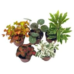 Premium Foliage Assortment, Colorful Fern Set, NerveplantFern, Creeping Saxifrage, Succulent Collection, In 2 Inch Pots, Plant Gift