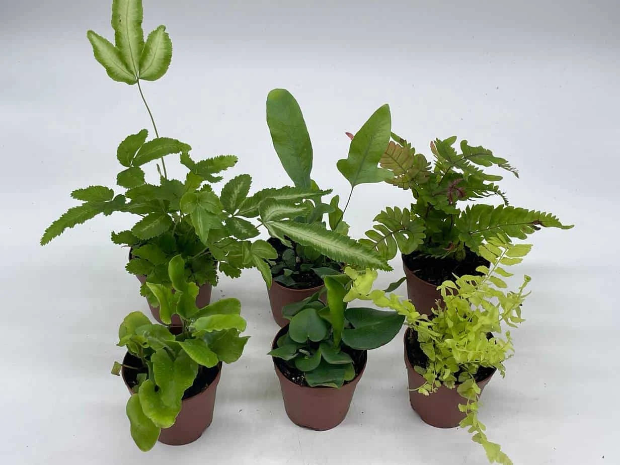 Fern Variety Assortment, 6 Different Fern Plants, In 2 Inch Pots, Super Cute, Best Gift, Plant Collection Set, Variety Bundle - Image 7