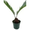 Queen Sago Palm, Cycas Rumphii, In A 4 Inch Pot (Cycas Revoluta)