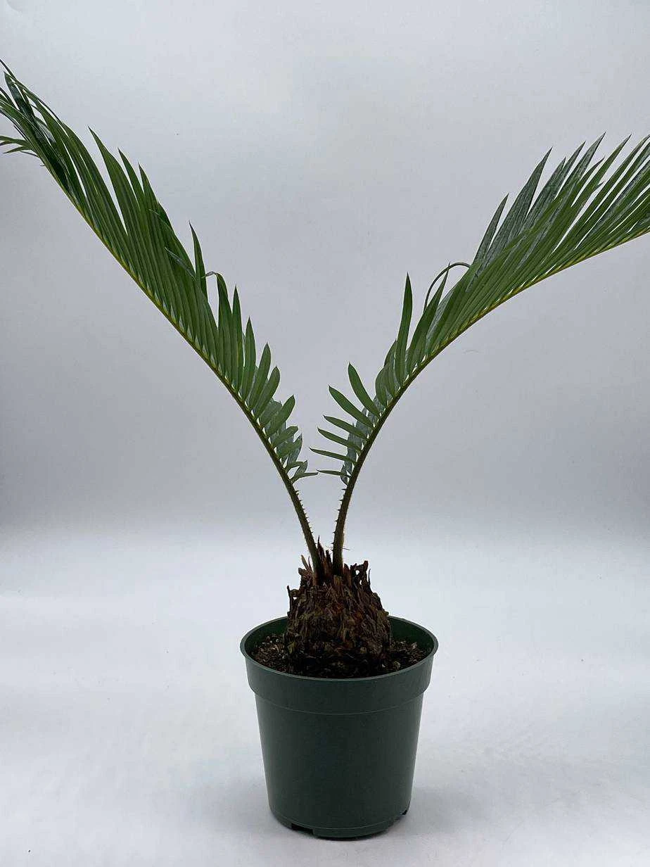 Queen Sago Palm, Cycas Rumphii, In A 4 Inch Pot (Cycas Revoluta) - Image 2