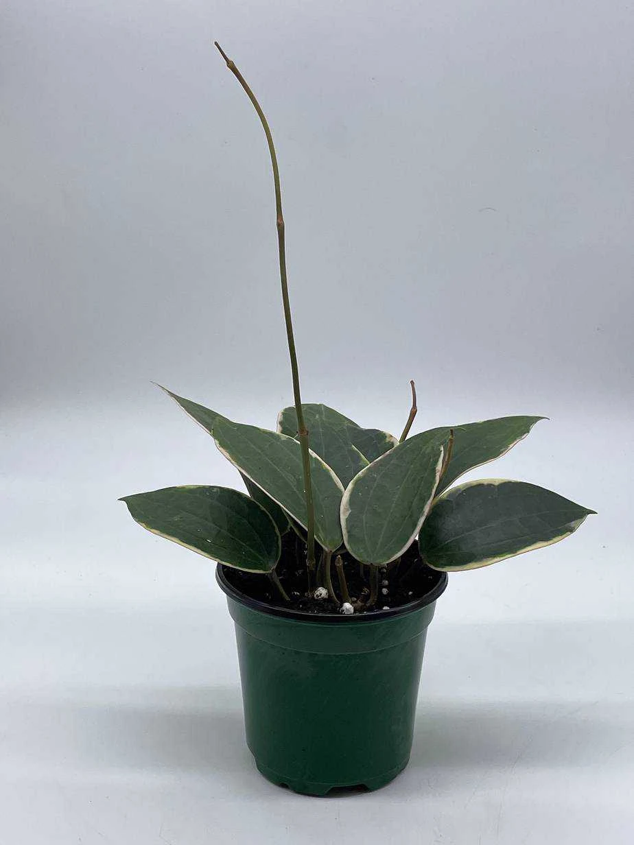 Hoya Macrophylla, Very Rare Limited Live Plant, Super Filled In 4 Inch Pot - Image 2