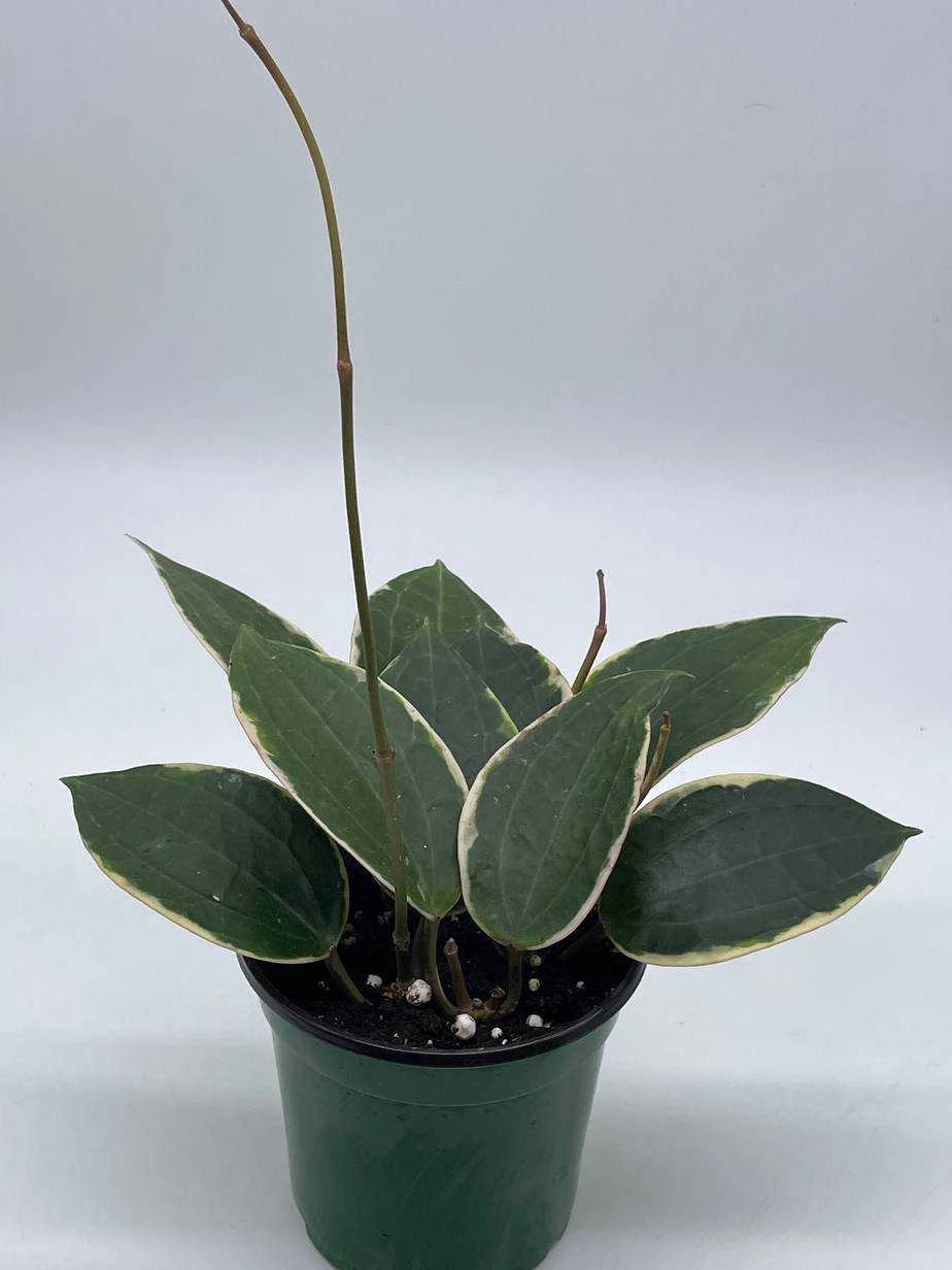 Hoya Macrophylla, Very Rare Limited Live Plant, Super Filled In 4 Inch Pot - Image 3