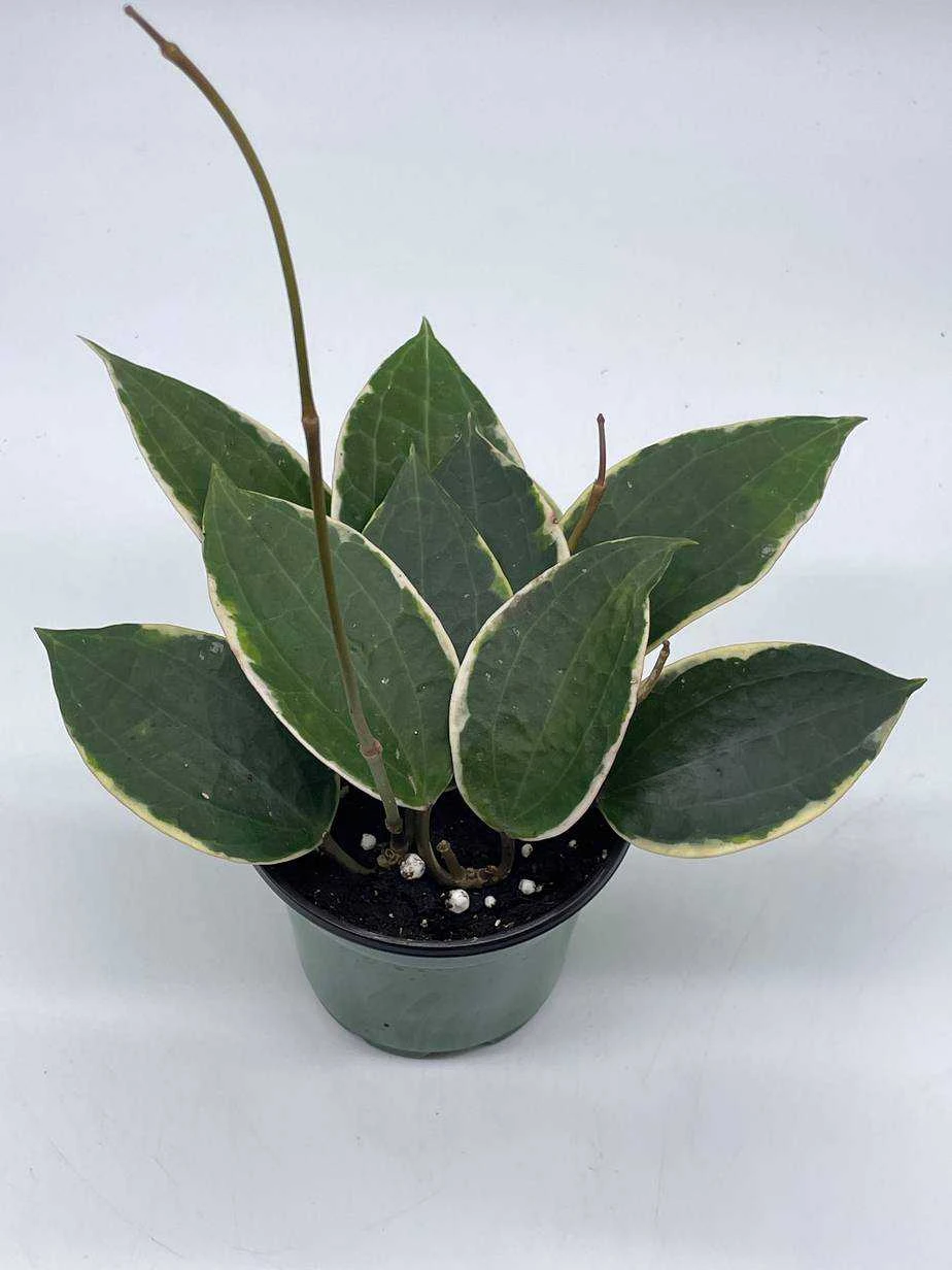 Hoya Macrophylla, Very Rare Limited Live Plant, Super Filled In 4 Inch Pot - Image 4