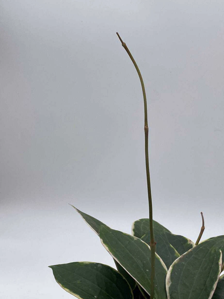 Hoya Macrophylla, Very Rare Limited Live Plant, Super Filled In 4 Inch Pot - Image 7