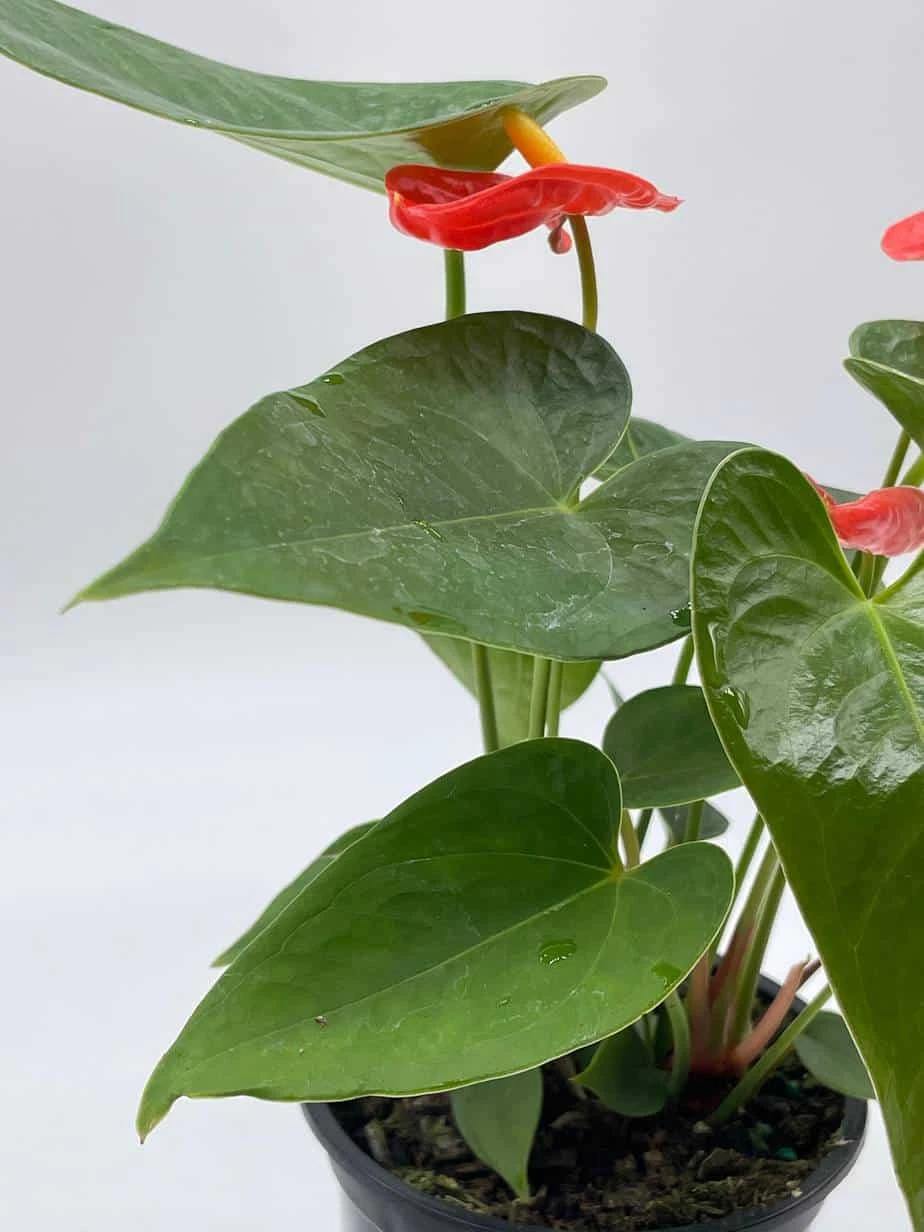 Anthurium Red, Flamingo Lily, Andraeanum Linden Ex André Painter's Palette In 4 Inch Pot, Very Full Healthy - Image 8