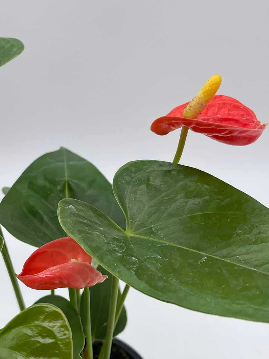 Anthurium Red, Flamingo Lily, Andraeanum Linden Ex André Painter's Palette In 4 Inch Pot, Very Full Healthy - Image 5
