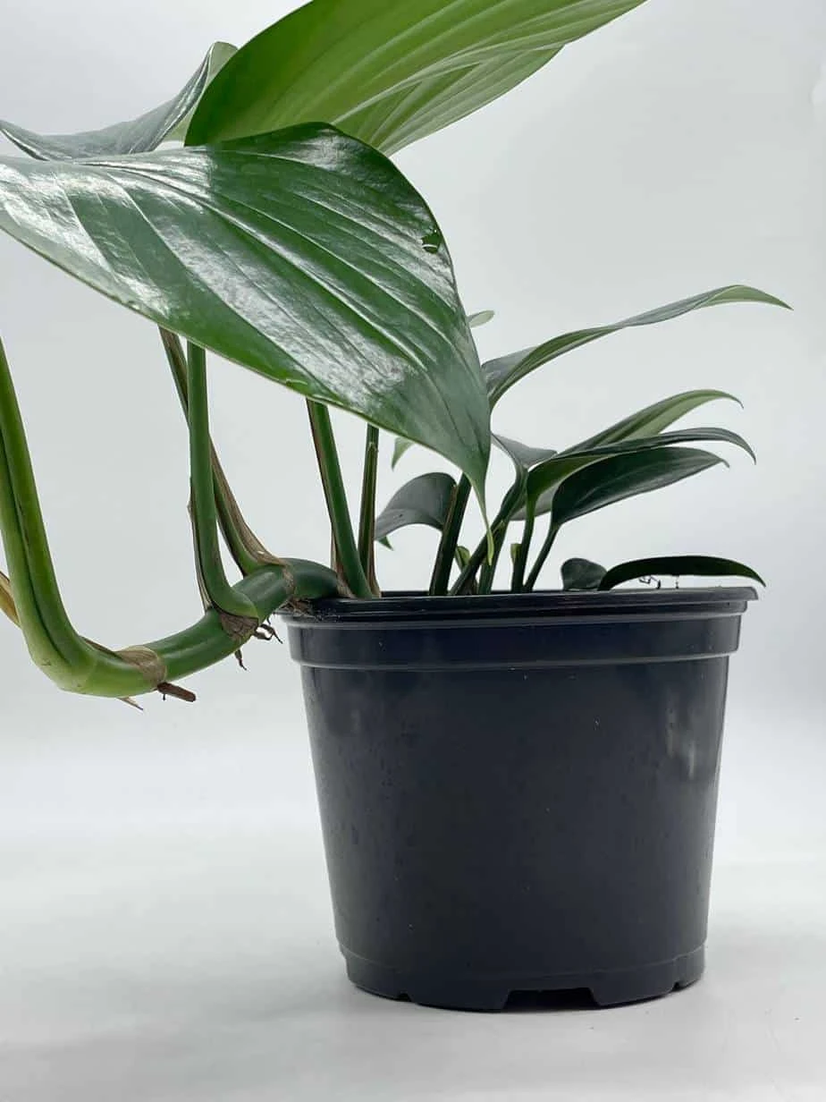 Dragon Tail Plant, 6 Inch Pot, Rhaphidophora Decursiva, Very Full! - Image 5